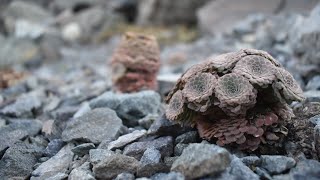 Dazzling Bastards of the High Andes  An Intro to Andean Violets [upl. by Eahc]