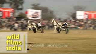 Display of horse riding skills at Kila Raipur Sports Festival [upl. by Lewse263]