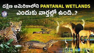 దక్షిణ అమెరికాలోని Pantanal Wetlands ఎందుకు వార్తల్లో ఉంది wetlands Pantanal america news [upl. by Ecnar]