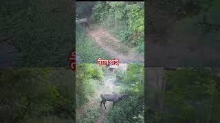 নীলগাই দেখলাম অনেক দিন পর। nilgai youtubeshorts cholonahariye [upl. by Niemad935]