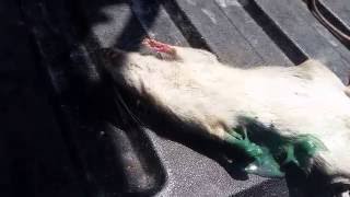 What Contrac rat poison does to rats [upl. by Natalia]