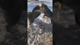 Bakarwal Tibetan Mastiff vs wolf fight bakarwal [upl. by Einahpats727]