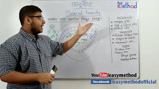 Malarial parasitesGametogonySporogony amp Alt of generationজনুক্রম BengaliChap4Bio1Class 11 [upl. by Nimesh]