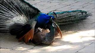 Peacock Mating 19 [upl. by Valorie198]