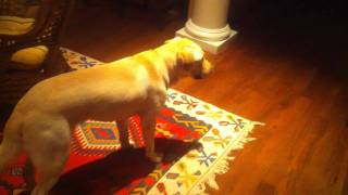 Labrador Retreiver with Kennel Cough [upl. by Fidela]