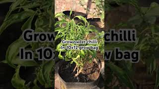 Sweet chilli plantrooftopgarden garden chilli terracegarden plants kitchengarden peppers [upl. by Kalil]