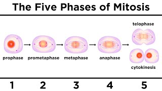 Mitosis How One Cell Becomes Two [upl. by Juster]