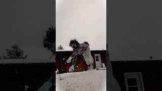 Jumping is not a crime 😤 theriantropy alterhuman quadrobics funny dog therian cringe [upl. by Neik673]