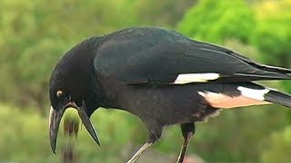 BARFING CROW  Pied Currawong [upl. by Annavoj]