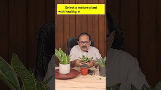 Propagation Magic Growing Variegated Snake Plant  Sansevieria in 60 Seconds [upl. by Nehtanhoj]