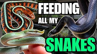 FEEDING ALL MY SNAKES Rhinoceros Ratsnakes King Snakes and more [upl. by Korwin]