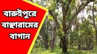 বারুইপুরের সেই বাগানে এখনও বেঁচে বাঞ্ছারামের স্মৃতিSonarpurbarta [upl. by Zach]