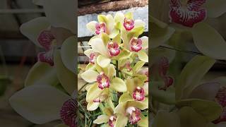 Cymbidium orchid flowers ❤️  cymbidium Flamingo ❤️ [upl. by Fontes]