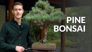 Pine Bonsai trees Pinus [upl. by Ydnal]