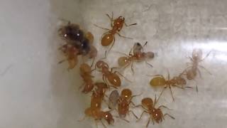 Parasitic queen ant caring for eggs [upl. by Nolyd452]