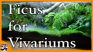 Ficus Species for Vivariums  Triple B TV Ep184 [upl. by Nwavahs266]