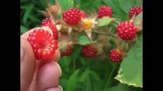 Wineberries in the Wild [upl. by Scot]