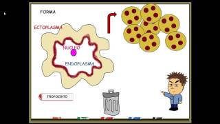 Entamoeba histolytica [upl. by Masuh]