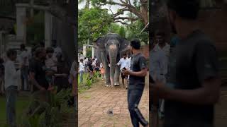 Entry  shimil  kaveri  malappuram  elephant kaveri keralaelephant malappuram love [upl. by Collimore]