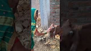 आजींची वसुबारस गाई गुरांची पूजा बघा 🐄 vasubaras diwalispecial ytshorts [upl. by Roobbie]