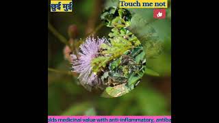 Mimosa pudica Thigmonasty Healing herb Thanks Shubham Gosavi Ratheesh Ravindran freesoundserve [upl. by Fitalludba]