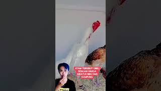 Lihat saja warna ayam nya sangat cantik sekali faktaunik infounik [upl. by Cynara326]