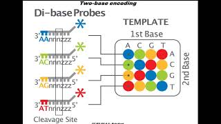 Sequencing by oligonucleotides ligation and detection SOLiD [upl. by Burrill]