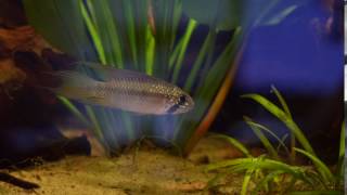 Apistogramma Megaptera [upl. by Hannahoj]