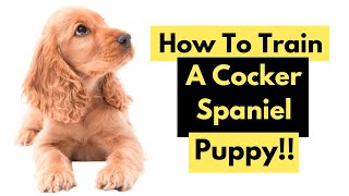 How To Train A Cocker Spaniel  Training A Cocker Spaniel Puppy [upl. by Carew]