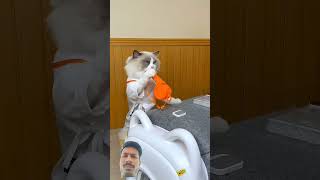 cat pets pawsup catspaw funny softpaws pawsomeadventures funnycats [upl. by Alamak]