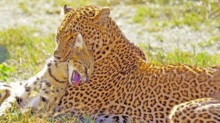 Leopard Shows No Mercy While Hunting Serval [upl. by Renat]