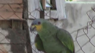 Hear this Guyanese Parrot bad fuh days [upl. by Nerval]