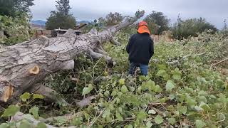 Husqvarna chainsaws doing work 480cd 357 with pipe vs 572xp and a 592xp dodging houses [upl. by Thistle]