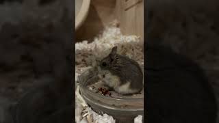 Watch Sammy empty the seeds from her cheeks cute hamsters cuteanimals animallover furry [upl. by Rachele]