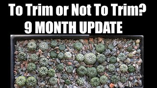 9 Month update on Astrophytum root trimming experiment [upl. by Waldemar514]