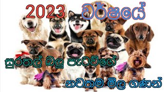 2023 වර්ෂයේ සුරතල් බලු පැටවුගේ නව මිල ගණන්💘💘💘🐕🐕🐕Current prices of puppies in Sri Lanka [upl. by Eeluj644]