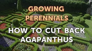 How to Cut Back Agapanthus [upl. by Ava]