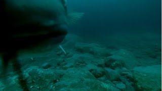 Norwegia dorsze pod wodÄ… cod under water gopro 2014 [upl. by Weibel]