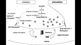 Autonomic Drugs  Noradrenergic Nerve Terminal [upl. by Genvieve]