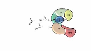 Fatty Acid Synthesis  Fatty acid synthase [upl. by Tufts107]