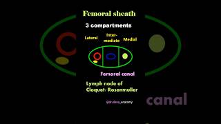 Femoral sheath  contents  Femoral triangle Anatomy [upl. by Etolas596]