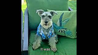 Chap n Ollie and the 4th of July week chapnollie puppy miniatureschnauzers [upl. by Freed]