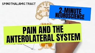 2Minute Neuroscience Pain and the Anterolateral System [upl. by Ttemme]