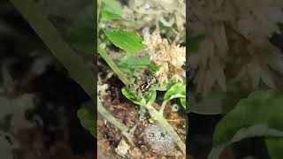 Plexippus paykulli pets spiders invertebrates arachnids jumpingspiders [upl. by Garvy]