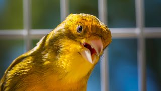 BEST CANARY SINGING LIVE  CANTO CANARIO  SERINUS CANARIA [upl. by Erina591]