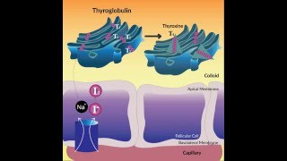 Thyroid Hormone Synthesis [upl. by Atinra]