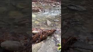 Lost Cove trail flood damage chiefsholsters helene helendamage hiking wnc wncstrong lostcove [upl. by Mag273]