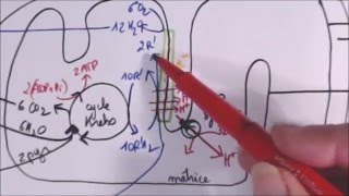 Respiration et fermentation TS spé SVT [upl. by Eenaffit]