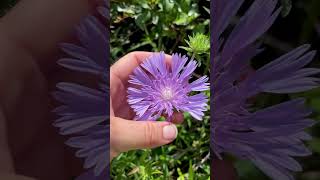 Meet the Stokes’ Aster 🌿 [upl. by Iveksarap685]