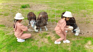 Bucklebury Farm amp Deer Safari Park [upl. by Burnard]